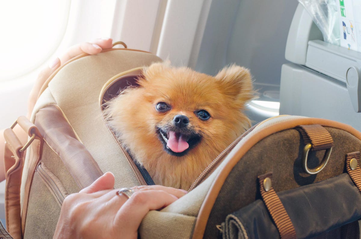 Emotional Support Animal