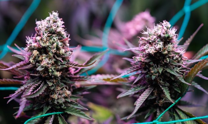 Weed Metaverse 